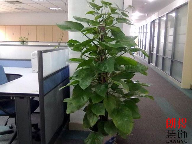 这些常见的办公装饰物品，你办公室里有吗？